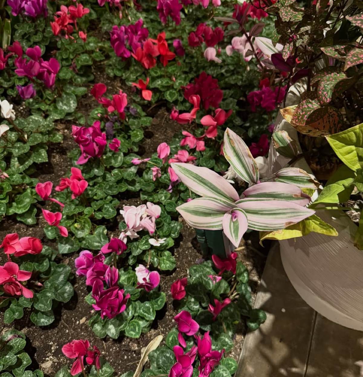 Κωνσταντίνα Σπυροπούλου