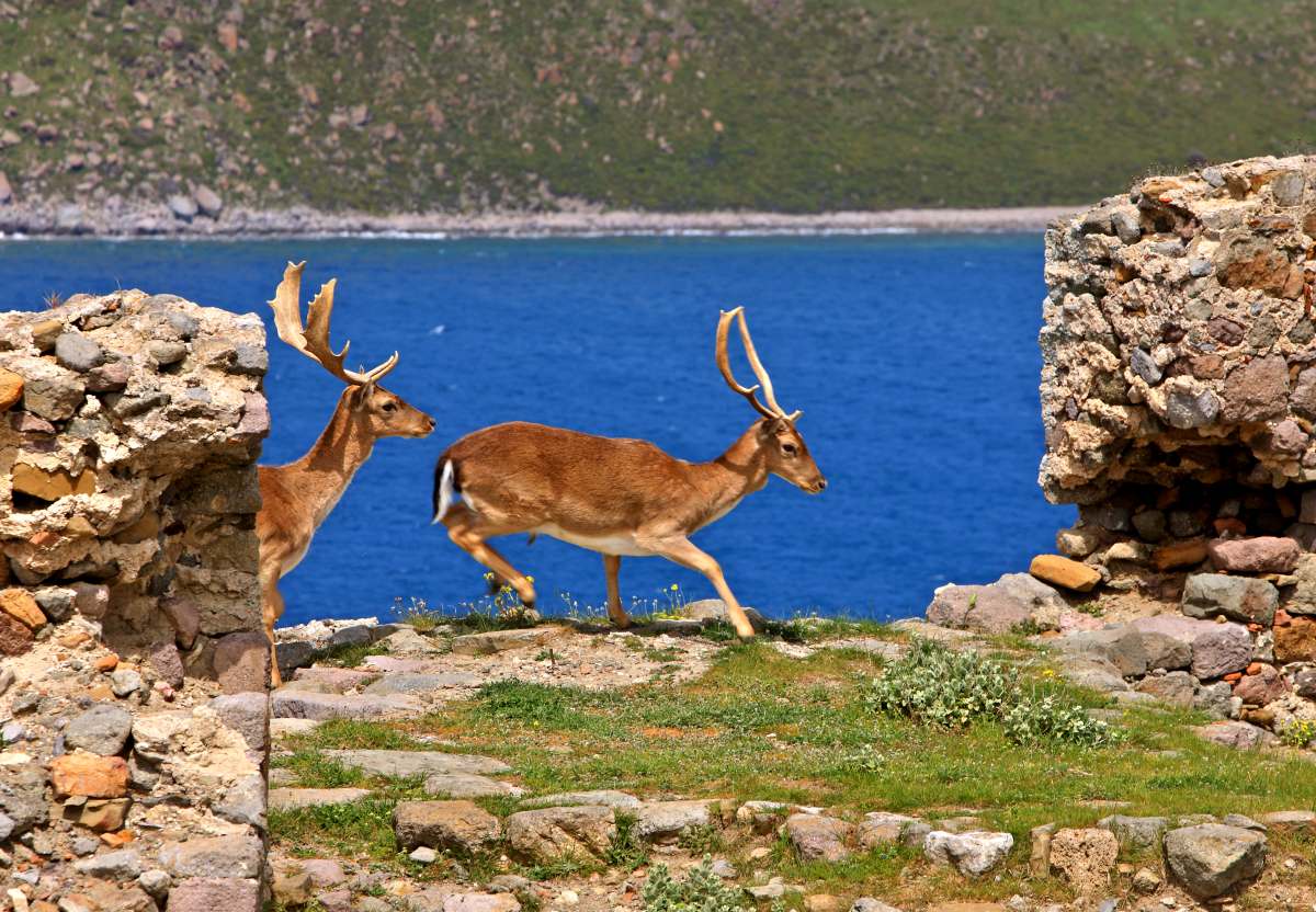 Λήμνος