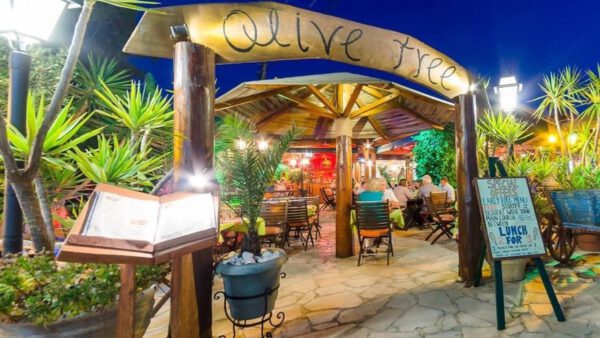 olive tree