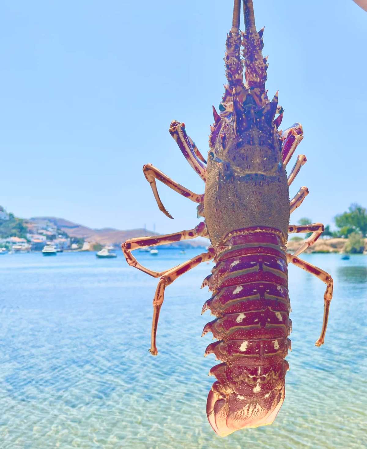 Εννέα Κόρες
