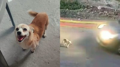 Γαστούνη Σίσσυ σκυλάκι