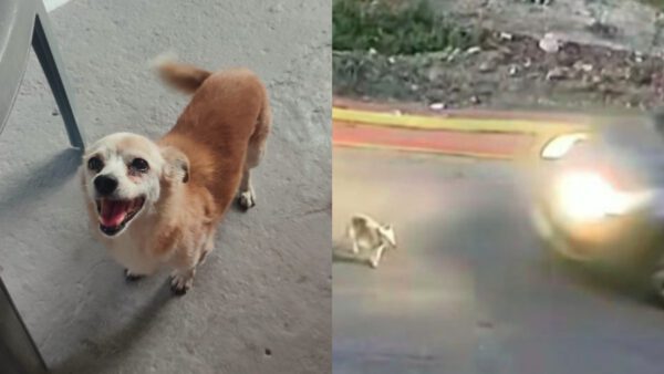 Γαστούνη Σίσσυ σκυλάκι