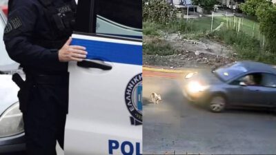 Γαστούνη σκύλος