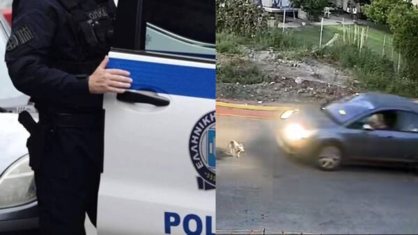 Γαστούνη σκύλος