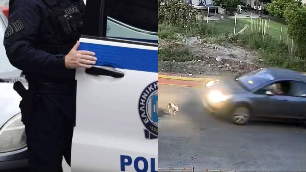 Γαστούνη σκύλος