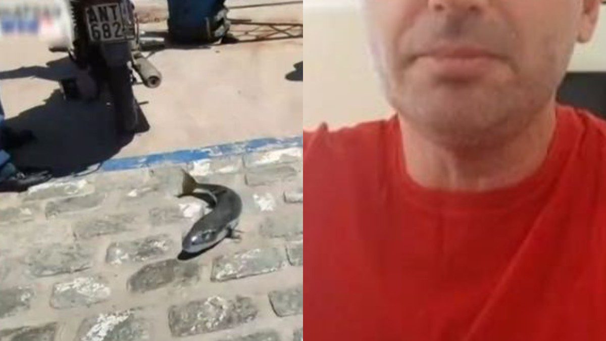Κανέλλος λαγοκέφαλος