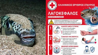 λαγοκέφαλος