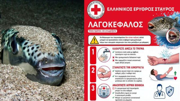 λαγοκέφαλος