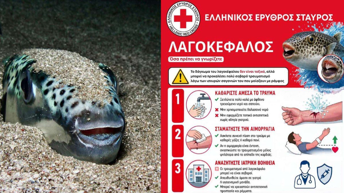 λαγοκέφαλος