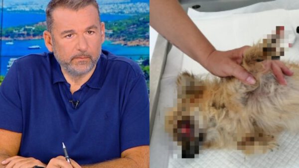 Λιάγκας σκύλος