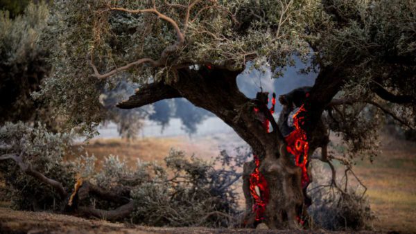 Φωτιά Κρήτη
