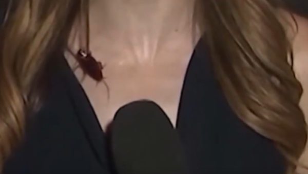 Κατσαρίδα ρεπόρτερ