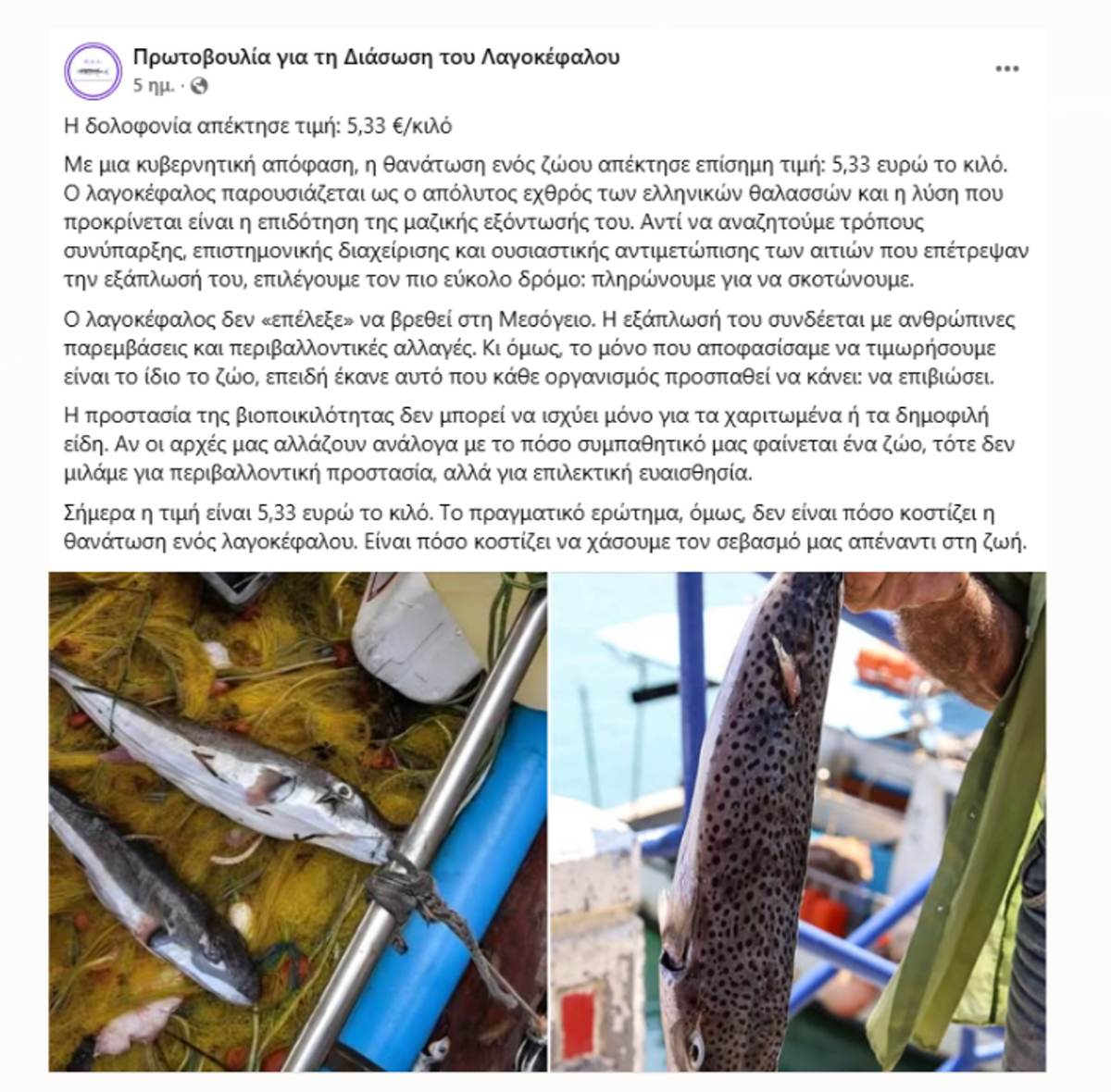διάσωση για τον λαγοκέφαλο