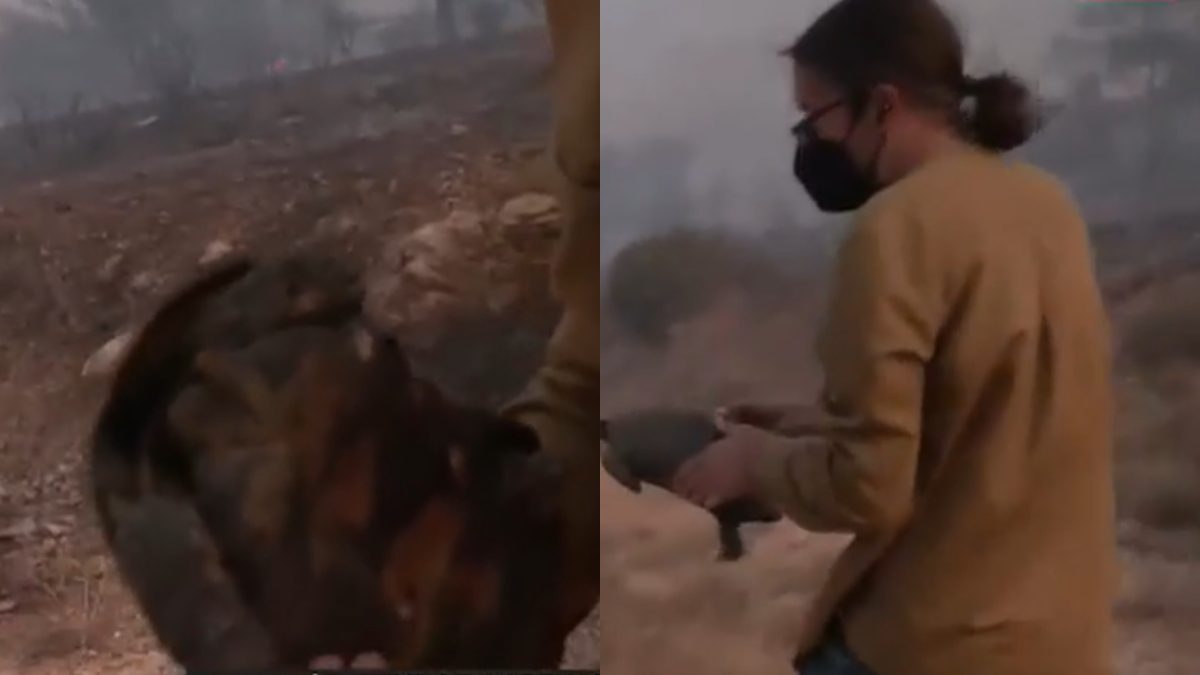 Ρεπόρτερ σώζει χελώνα από τις φωτιές