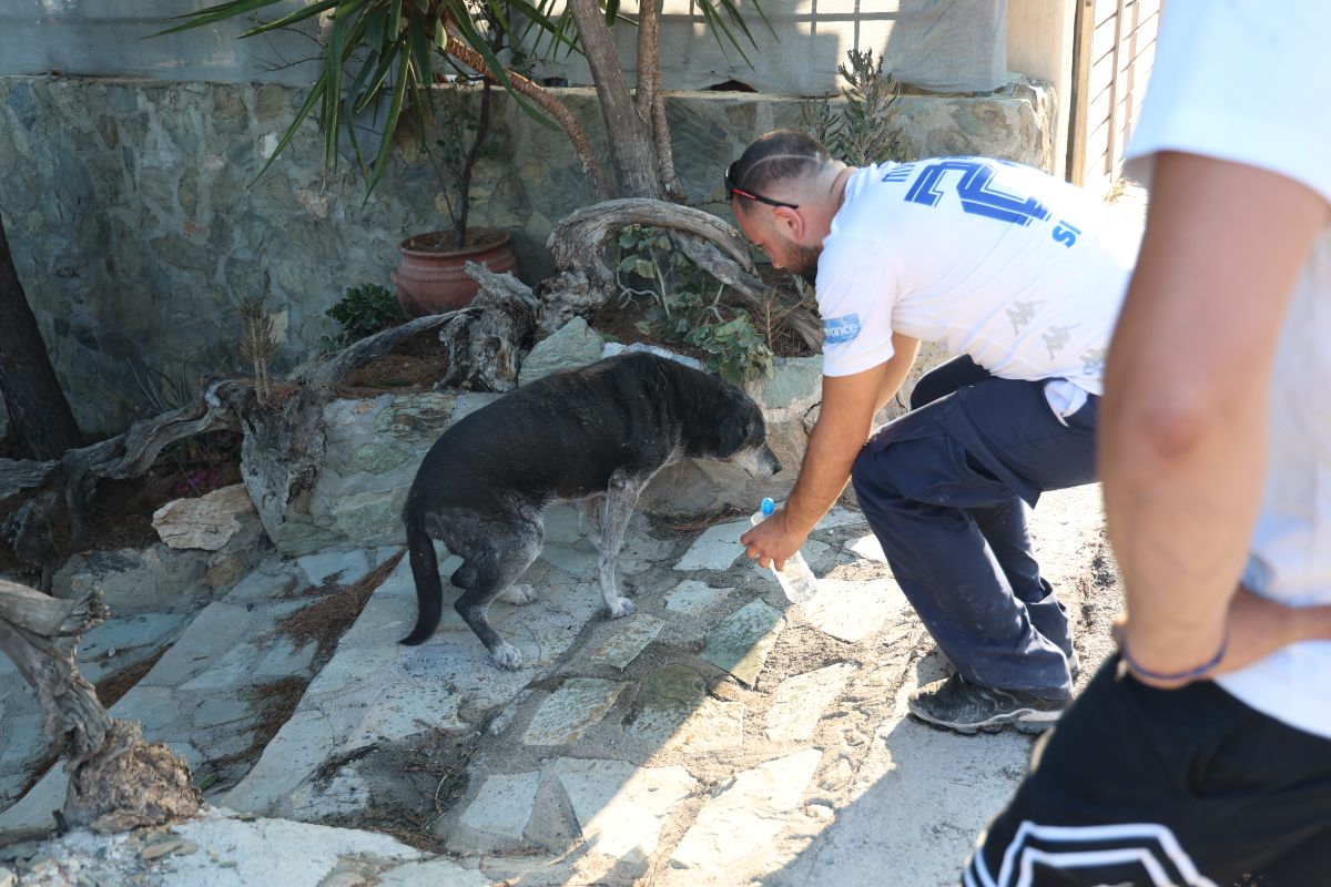 Φωτιά Σαλαμίνα: Τα ουρλιαχτά των ηλικιωμένων λίγο πριν καούν ζωντανοί - Συντετριμμένη η κόρη τους, η στιγμή που έφτασε στο σημείο (Φωτογραφίες και Βίντεο)