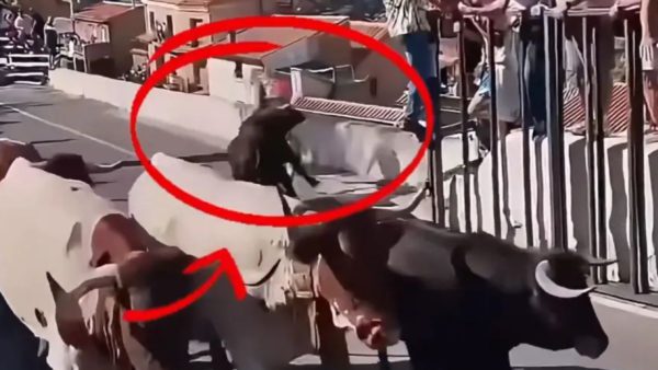 Ταύρος στην Ισπανία