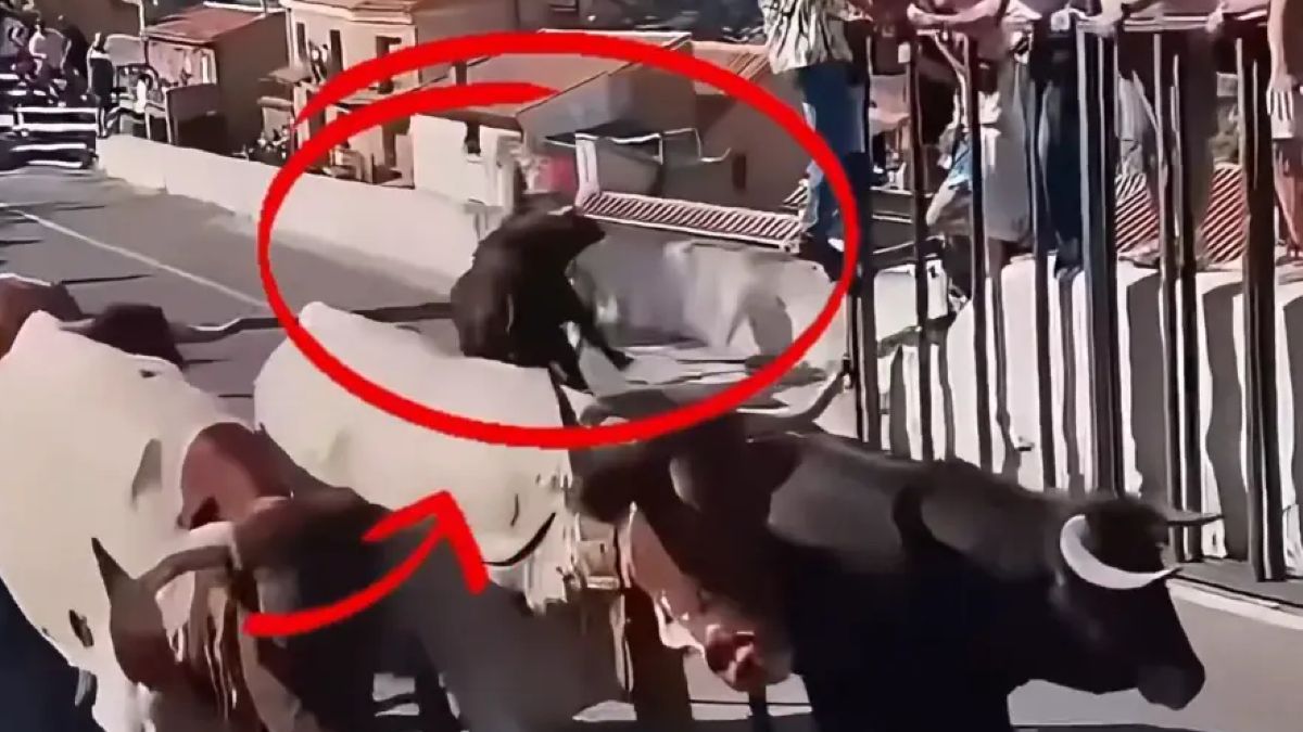 Ταύρος στην Ισπανία